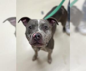 American Pit Bull Terrier Dogs for adoption in Center Township, PA, USA