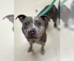 Small American Pit Bull Terrier