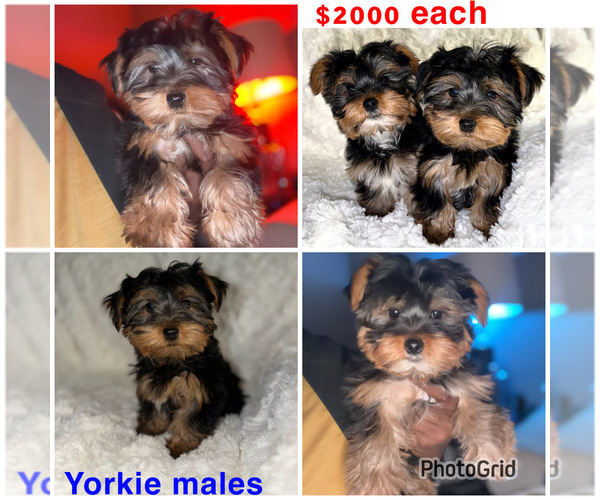 Medium Photo #1 Yorkshire Terrier Puppy For Sale in DETROIT, MI, USA