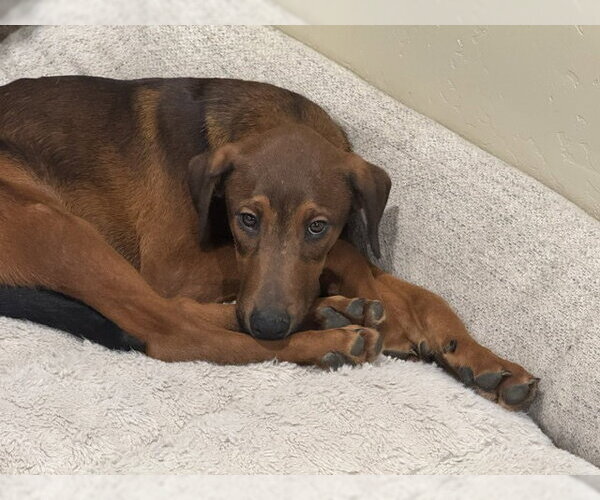 Medium Photo #5 Doberman Pinscher-Unknown Mix Puppy For Sale in Sandy, UT, USA