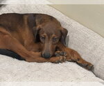 Small #4 Doberman Pinscher Mix