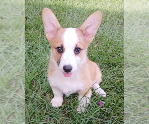 Medium Photo #7 Pembroke Welsh Corgi Puppy For Sale in BEULAVILLE, NC, USA