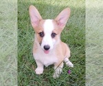 Small #6 Pembroke Welsh Corgi