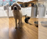 Small Photo #2 Great Pyrenees-Unknown Mix Puppy For Sale in Germantown, OH, USA