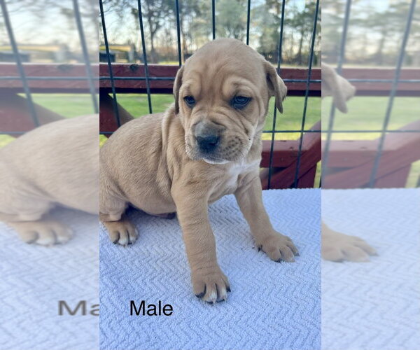 Medium Photo #4 American Pit Bull Terrier-American Staffordshire Terrier Mix Puppy For Sale in Brewster, NY, USA