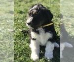 Small Photo #18 Bernedoodle Puppy For Sale in BOWLING GREEN, KY, USA