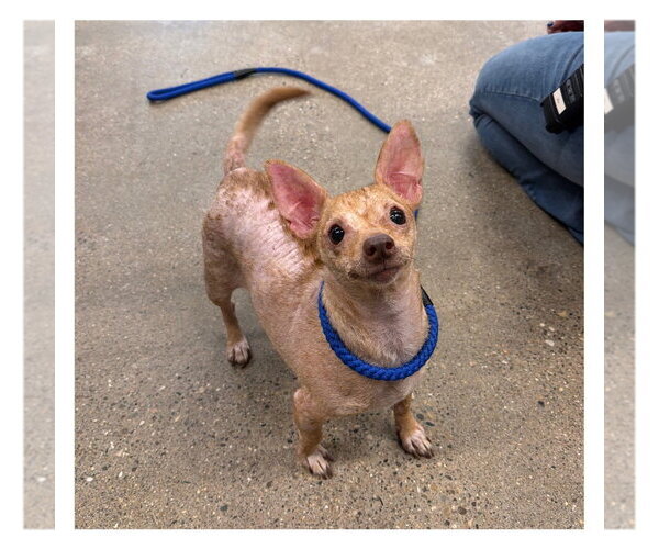 Medium Photo #1 Chihuahua Puppy For Sale in Pierceton , IN, USA