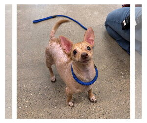 Chihuahua Dogs for adoption in Pierceton , IN, USA