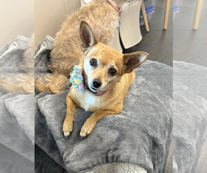 Chihuahua-Unknown Mix Dogs for adoption in Phoenix, AZ, USA