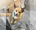 Abbie - Female Chihuahua-Unknown Mix Dog for Adoption - Small photo