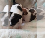 Small Photo #3 Chihuahua Puppy For Sale in SHALLOTTE, NC, USA
