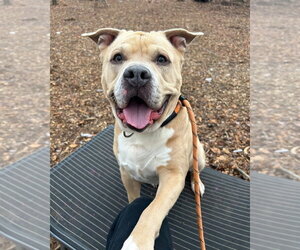 Rodney - Male Staffordshire Bull Terrier-Unknown Mix Dog for Adoption - Photo #3