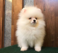 Small Photo #2 Pomeranian Puppy For Sale in LOS ANGELES, CA, USA