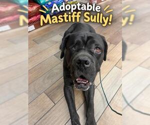 Mastiff Dogs for adoption in Oakley, CA, USA