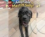 Small Mastiff