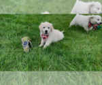 Small #12 English Cream Golden Retriever