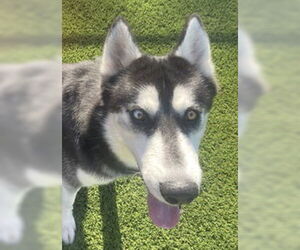 Siberian Husky Dogs for adoption in Salinas, CA, USA