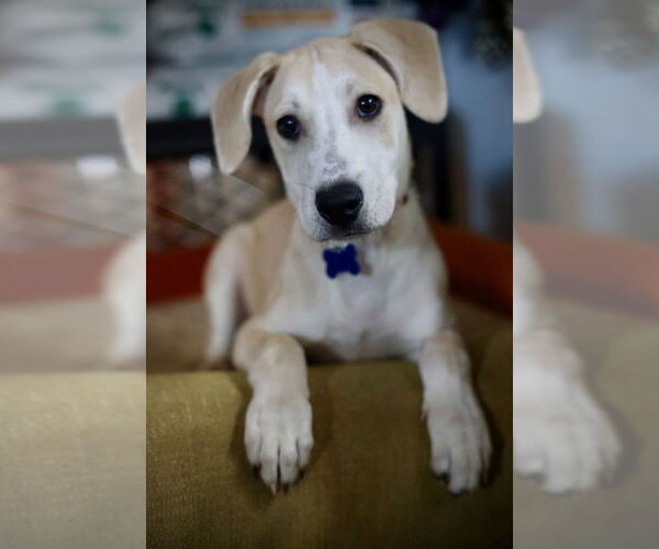 Medium Photo #14 Mutt Puppy For Sale in Plymouth, MN, USA