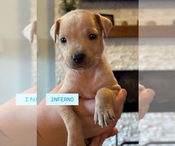 Medium Photo #3 American Staffordshire Terrier-Labrador Retriever Mix Puppy For Sale in Lakewood, CO, USA