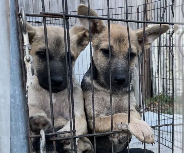 Medium Photo #1 Mutt Puppy For Sale in Jackson Township, NJ, USA