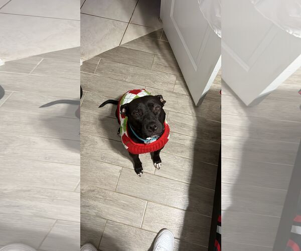 Medium Photo #3 American Pit Bull Terrier-Unknown Mix Puppy For Sale in Miami, FL, USA