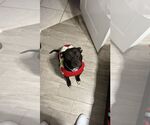 Small #2 American Pit Bull Terrier Mix