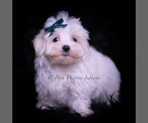 Medium Photo #4 Maltese Puppy For Sale in WARSAW, IN, USA