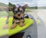 Small #1 Yorkshire Terrier