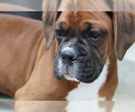 Small #8 Boxer