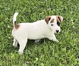 Medium Jack Russell Terrier