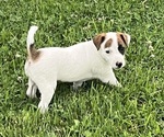 Puppy Bella Jack Russell Terrier