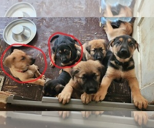 German Shepherd Dog Puppy for sale in WESTVILLE, NJ, USA