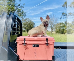 Mother of the French Bulldog puppies born on 04/25/2025