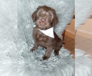 Labradoodle-Unknown Mix Puppy for sale in INDIANAPOLIS, IN, USA