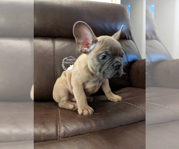 Medium Photo #6 French Bulldog Puppy For Sale in DURANT, OK, USA