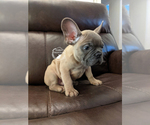 Small Photo #6 French Bulldog Puppy For Sale in DURANT, OK, USA