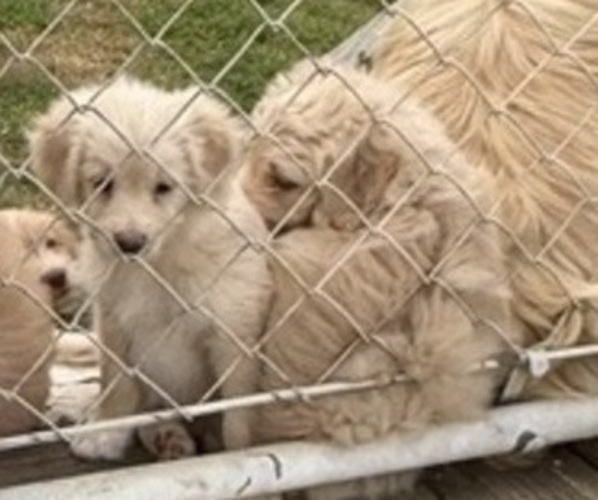 Medium Photo #1 Goldendoodle-Miniature Australian Shepherd Mix Puppy For Sale in ARAB, AL, USA