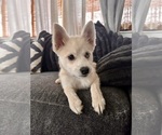 Small Photo #16 Pomsky Puppy For Sale in LOVELAND, CO, USA