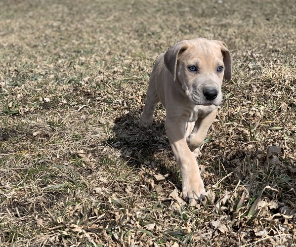 Medium Photo #3 Great Dane Puppy For Sale in ROCKWELL CITY, IA, USA