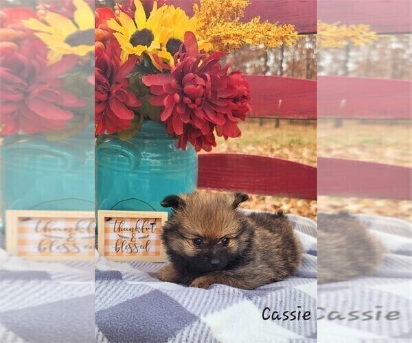 Medium Photo #7 Pomeranian Puppy For Sale in BOCA RATON, FL, USA