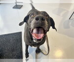 Small Photo #2 Labrador Retriever-Unknown Mix Puppy For Sale in Ocala, FL, USA