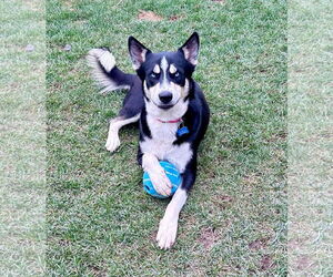 Blue **courtesy post - Male Siberian Husky Dog for Adoption - Photo #3