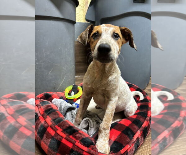 Medium Photo #4 Mutt Puppy For Sale in Brewster, NY, USA