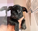 Puppy Bruno French Bulldog