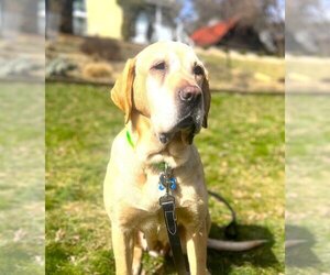 Labrador Retriever-Unknown Mix Dogs for adoption in Springdale, PA, USA