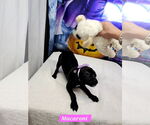 Small #1 Jack Russell Terrier Mix