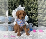 Puppy Fern Goldendoodle