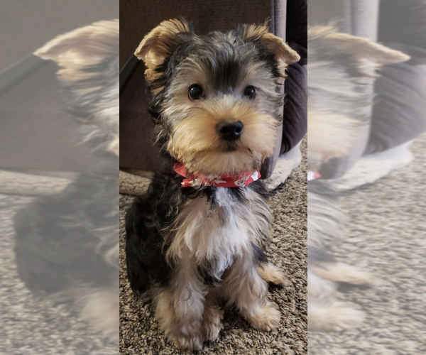 Medium Photo #3 Yorkshire Terrier Puppy For Sale in SILVER CREEK, GA, USA