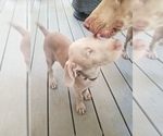 Small Photo #2 Weimaraner Puppy For Sale in BLOOMINGTON, IN, USA