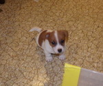 Small Photo #12 Jack Russell Terrier Puppy For Sale in CINCINNATI, OH, USA